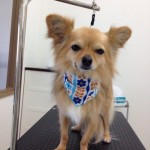 チワワ　チロル君２６７